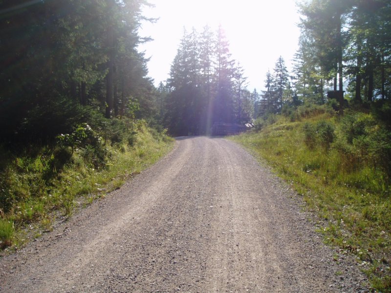 downhillaufgutemforstweg.jpg