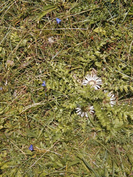 Silberdisteln und Enzian