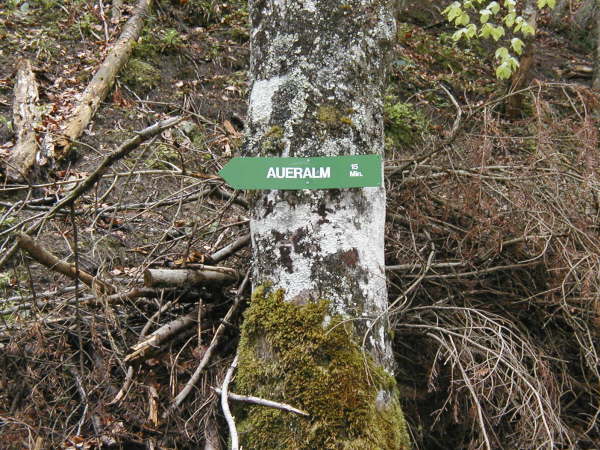 Immer Richtung Aueralm