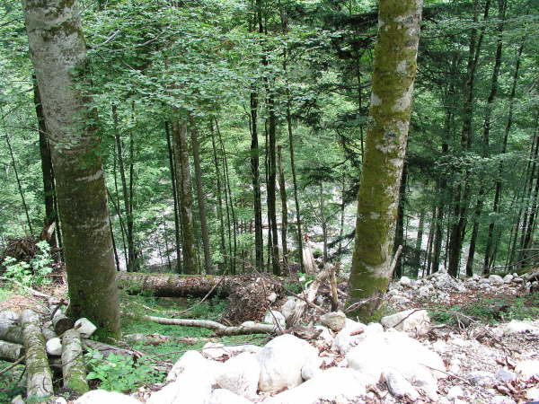 Abstieg zur Brcke ber den Bach