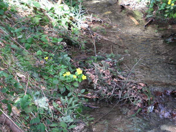 Sch�ne Blumen am Wegerand