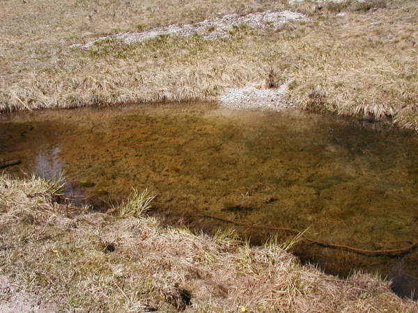 Kristallklares Wasser
