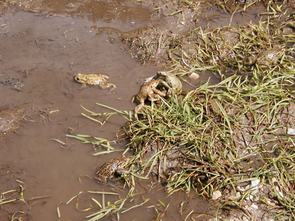 Frsche im Tmpel an der Fischbachalm