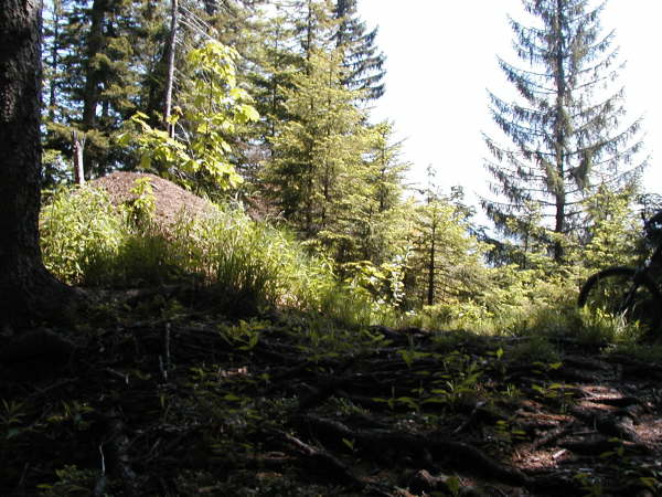 Ganz oben ein Ameisenhaufen