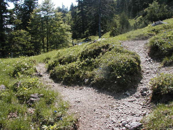 links abzweigen auf den schmalen Pfad