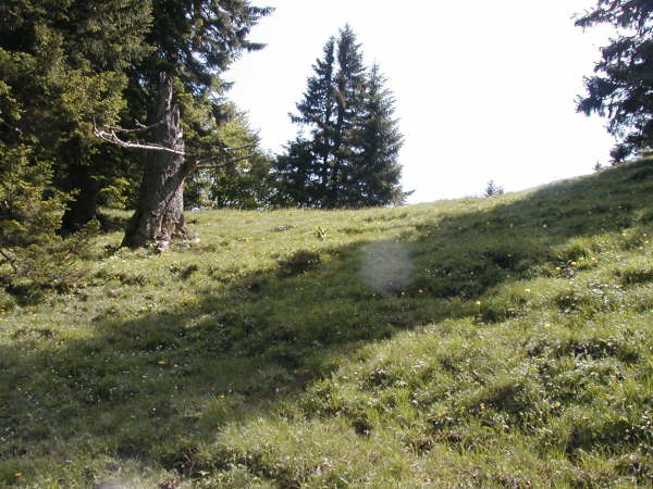 Bei der Baumruine die Wiese hochsteigen
