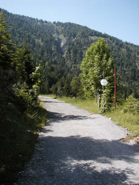 Forstweg leicht bergauf