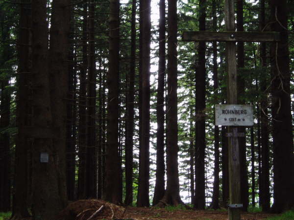 bis zum Gipfel im Wald