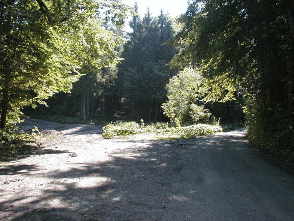 Links auf den Waldweg abzweigen
