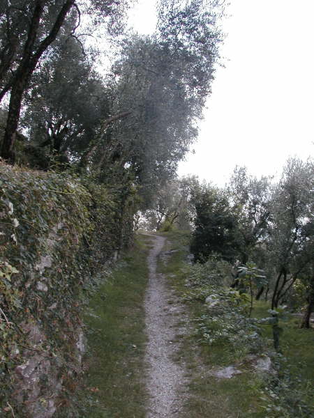 Pfad durch die Olivenhaine