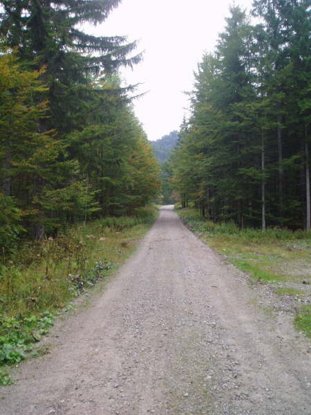 Auffahrt auf gutem Forstweg