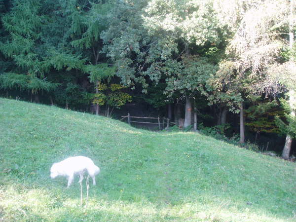 Am Waldrand durch das Gatter